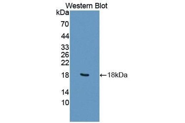 Fission 1 antibody  (AA 1-117)