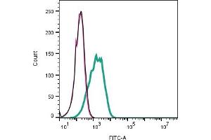 Cell surface detection of Ephrin-B1 in live intact human  megakaryoblastic leukemia cells:Cells. (Ephrin B1 Antikörper  (Extracellular))