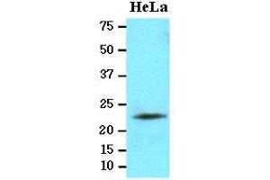 Western Blotting (WB) image for anti-Lipopolysaccharide-Induced Tumor Necrosis Factor-alpha Factor (LITAF) (AA 1-161), (N-Term) antibody (ABIN371885) (LITAF Antikörper  (N-Term))