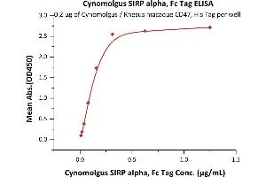 Immobilized Cynomolgus / Rhesus macaque CD47, His Tag (ABIN5674615,ABIN6809986) at 2 μg/mL (100 μL/well) can bind Cynomolgus SIRP alpha, Fc Tag (ABIN6253212,ABIN6253558) with a linear range of 0. (SIRPA Protein (AA 31-370) (Fc Tag))