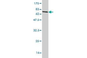 Western Blotting (WB) image for anti-Sorting and Assembly Machinery Component 50 Homolog (SAMM50) (AA 1-468) antibody (ABIN525443)
