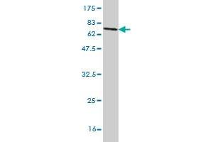 Western Blot detection against Immunogen (77. (SAMM50 Antikörper  (AA 1-468))