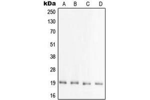 Western blot analysis of PRAF2 expression in HEK293T (A), mouse brain (B), rat brain (C), brain (D) whole cell lysates. (PRAF2 Antikörper  (C-Term))