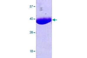 Image no. 1 for NanA (AA 1-297) protein (His tag) (ABIN5569588) (NanA (AA 1-297) protein (His tag))