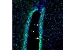 Expression of Contactin-1 in rat cerebral ventricle:Immunohistochemical staining of perfusion-fixed frozen rat brain sections with Anti-Contactin-1/CNTN1 (extracellular) Antibody (ABIN7043083, ABIN7044738 and ABIN7044739), (1:200), followed by goat anti-rabbit-AlexaFluor-488. (Contactin 1 (CNTN1) Peptid)