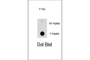 Dot Blot (DB) image for anti-Mitogen-Activated Protein Kinase Kinase 1 (MAP2K1) (pSer218), (pSer222) antibody (ABIN2970959)
