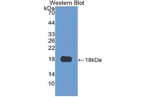 Western Blotting (WB) image for anti-Granulin (GRN) (AA 21-120) antibody (ABIN1175737)