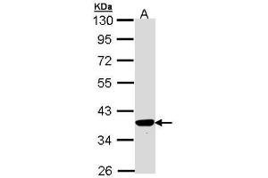 WB Image Sample (30 ug of whole cell lysate) A: Hep G2 , 10% SDS PAGE antibody diluted at 1:1000 (TP53I3 Antikörper)