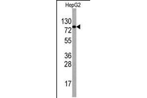 Western blot analysis of anti-EIF4B Antibody Pab in HepG2 cell line lysates (35ug/lane). (EIF4B Antikörper  (AA 353-382))
