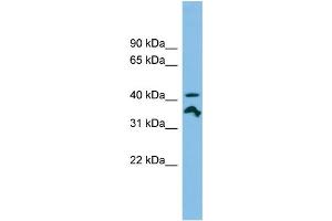 WB Suggested Anti-RRAGC Antibody Titration: 0. (GTR2 Antikörper  (N-Term))