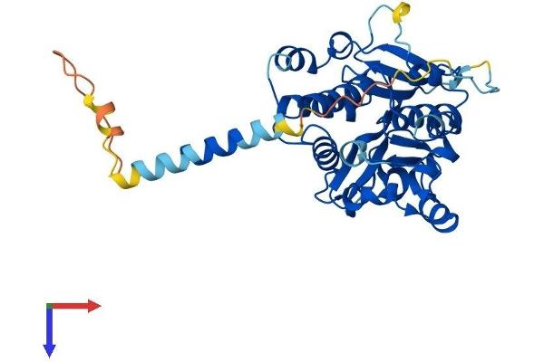 A4GALT Protein (AA 1-359) (His tag)