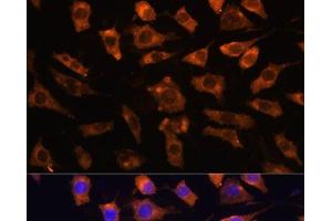 Immunofluorescence analysis of L929 cells using CYR61 Polyclonal Antibody at dilution of 1:100. (CYR61 Antikörper)