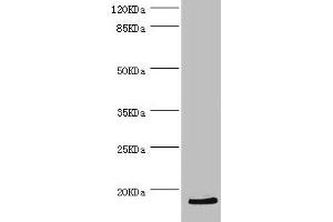 Western blot All lanes: HBZ antibody at 2. (HBZ Antikörper  (AA 1-142))