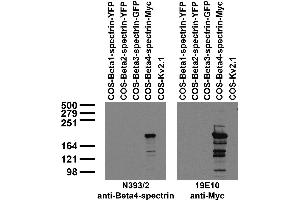 Immunoblot against extracts of COS cells transfected with tagged Beta- spectrins or untagged Kv2.