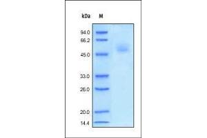 Human Fas, Fc Tag on SDS-PAGE under reducing (R) condition. (FAS Protein (AA 26-173) (Fc Tag))