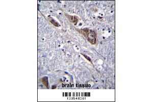 ELAVL2 Antibody immunohistochemistry analysis in formalin fixed and paraffin embedded human brain tissue followed by peroxidase conjugation of the secondary antibody and DAB staining. (ELAVL2 Antikörper  (AA 156-184))