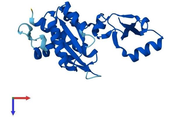 POLR2E Protein (AA 1-210) (His tag)