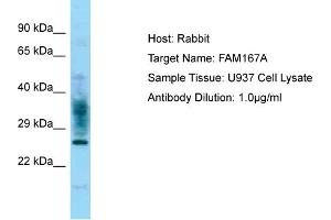 Host: Rabbit Target Name: FAM167A Sample Type: U937 Whole Cell lysates Antibody Dilution: 1. (FAM167A Antikörper  (C-Term))