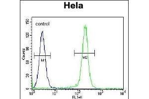 FNIP2 Antibody (C-term) (ABIN654611 and ABIN2844311) flow cytometric analysis of Hela cells (right histogram) compared to a negative control cell (left histogram).