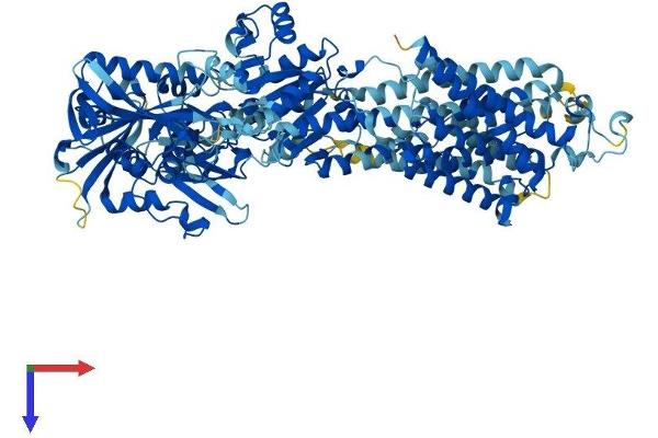 ATP2A1/SERCA1 Protein (AA 1-994) (His tag)
