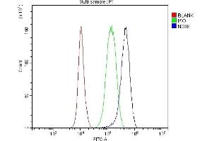 Flow Cytometry analysis of PC-3 cells using anti-NOX5 antibody (ABIN6719638). (NOX5 Antikörper  (AA 13-197))