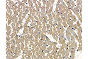 ABIN7097105 and ABIN7101172 at 1/100 staining rat heart tissue by IHC-P. (Chromosome 7 Open Reading Frame 20 (C7orf20) Antikörper)