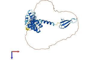 TCEA3 Protein (AA 1-348) (His tag)