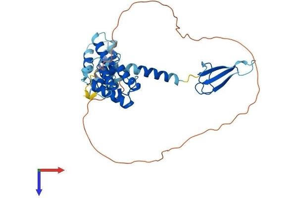 TCEA3 Protein (AA 1-348) (His tag)