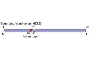 Image no. 2 for anti-Mdm2, p53 E3 Ubiquitin Protein Ligase Homolog (Mouse) (MDM2) (AA 154-167) antibody (ABIN967511)