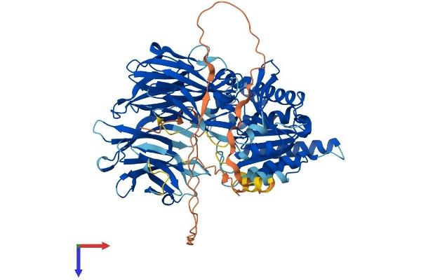 PREPL Protein (AA 1-727) (His tag)