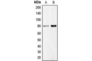 Western blot analysis of CD318 expression in HeLa (A), DU145 (B) whole cell lysates.
