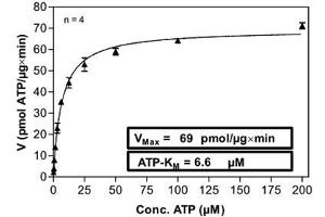 PLK2 Protein (AA 1-685) (His-GST)