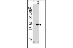 Image no. 1 for anti-Methyl-CpG Binding Domain Protein 3 (MBD3) (C-Term) antibody (ABIN356576) (MBD3 Antikörper  (C-Term))