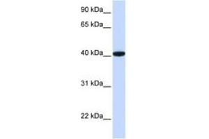 Image no. 1 for anti-General Transcription Factor IIB (GTF2B) (AA 36-85) antibody (ABIN6744416) (GTF2B Antikörper  (AA 36-85))