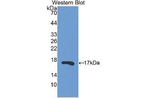Western Blotting (WB) image for anti-Ribonuclease, RNase A Family, 13 (Non-Active) (RNASE13) (AA 20-156) antibody (ABIN1860454)