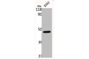 Western Blot analysis of K562 cells using Bag-4 Polyclonal Antibody