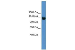 Lrp8 antibody used at 0.