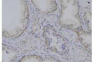 ABIN6269205 at 1/100 staining Mouse testis tissue by IHC-P. (SHC1 Antikörper)