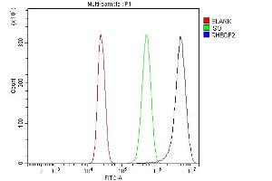 anti-Rhomboid 5 Homolog 2 (RHBDF2) (AA 145-529) antibody