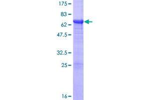 NFKBIB Protein (AA 1-356) (GST tag)