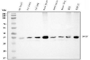 anti-Peptidylprolyl Isomerase E (Cyclophilin E) (PPIE) (AA 1-301) antibody