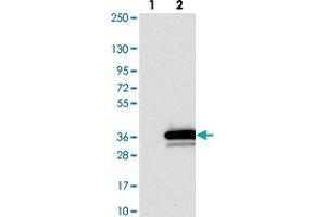 Western blot analysis of Lane 1: Negative control (vector only transfected HEK293T lysate). (BPGM Antikörper)