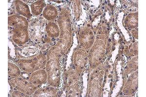 IHC-P Image USP5 antibody [C1C3] detects USP5 protein at cytoplasm on mouse kidney by immunohistochemical analysis. (USP5 Antikörper)