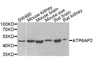 Western blot analysis of extracts of various cell lines, using ATP6AP2 antibody. (ATP6AP2 Antikörper)