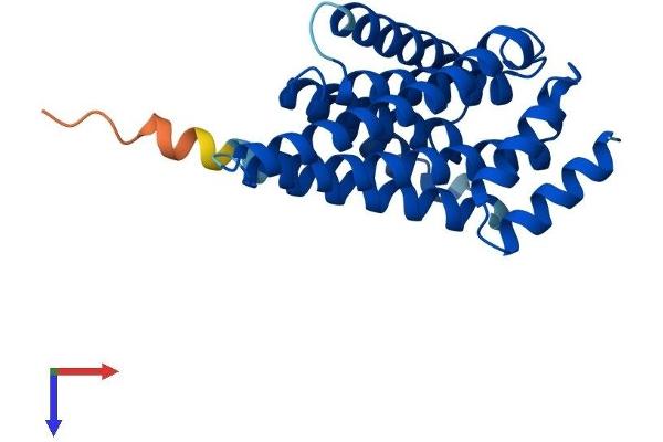 14-3-3 zeta Protein (YWHAZ) (AA 1-245) (His tag)