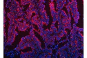 IF analysis of TOM1L1 using anti-TOM1L1 antibody (ABIN7602631). (TOM1L1 Antikörper  (AA 9-448))