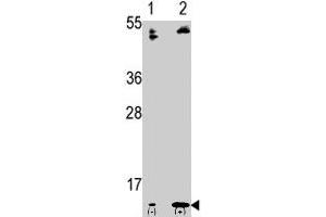 Western blot analysis of FAU polyclonal antibody  in 293 cell line lysates transiently transfected with the FAU gene (2 ug/lane). (FAU Antikörper  (C-Term))