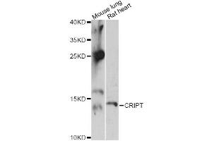 Western blot analysis of extracts of various cell lines, using CRIPT antibody (ABIN6291924) at 1:3000 dilution. (CRIPT Antikörper)