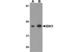 Western blot analysis of IDH1 in HepG2 cell lysate with IDH1 antibody at (A) 1 and (B) 2 μg/ml.