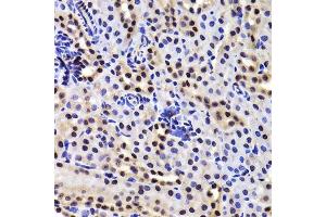 Immunohistochemistry of paraffin-embedded mouse kidney using GABPB1 Antibody. (GABPB1 Antikörper  (AA 231-395))